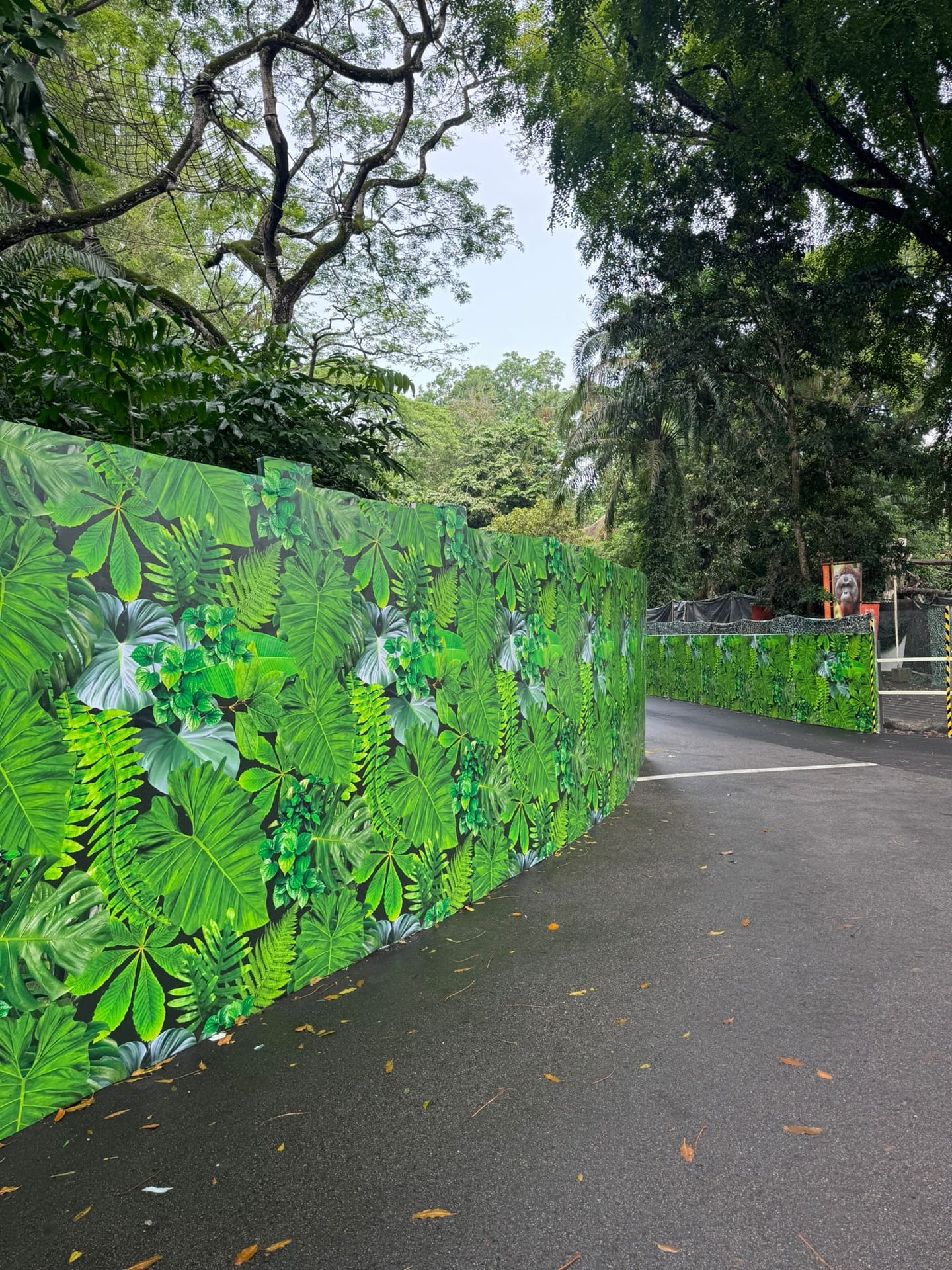 Mandai Wildlife Reserve jungle hoarding along the road in the rain — Hoarding Sticker Printing by Garrison Productions, Singapore